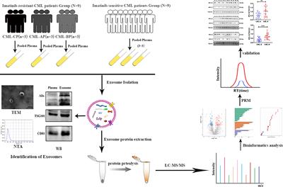 Quantitative Proteomic Analysis of Plasma Exosomes to Identify the Candidate Biomarker of Imatinib Resistance in Chronic Myeloid Leukemia Patients